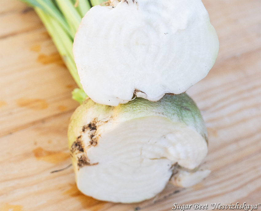 Sugar beet Nesvizhskaya Suhkrune peet